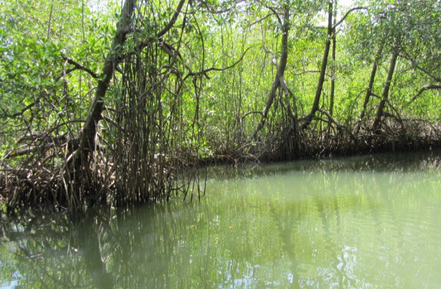 Parque Nacional Los Haitises manglares 4